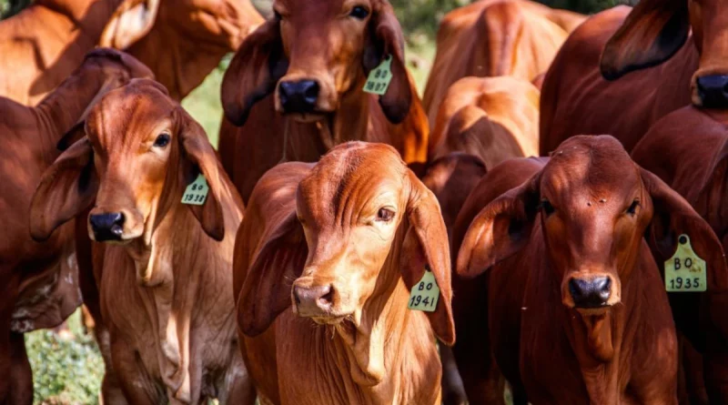 una, nicaragüa, gobierno de nicragua, inda, producción bovina,