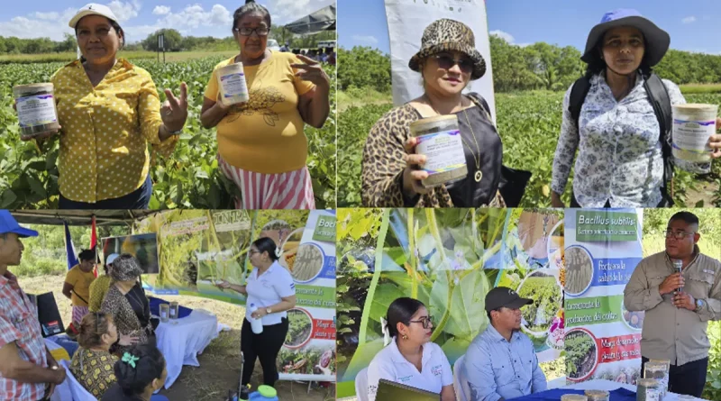 nicaragua, inta, producción, fertilización, soya, rendimientos