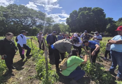 inta, matagalpa, nicaragua, soluciones, dańos, hortalizas, acame,