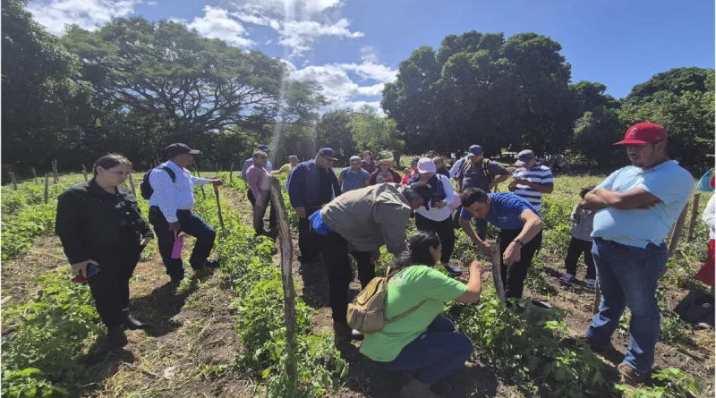 inta, matagalpa, nicaragua, soluciones, dańos, hortalizas, acame,