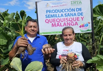 inta, managua, nicaragua, quequisque, malanga