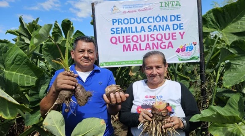 inta, managua, nicaragua, quequisque, malanga