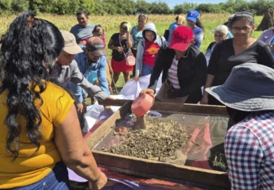 inta, nicaragua, leon, ajonjoli, productores, telica, larreynaga,