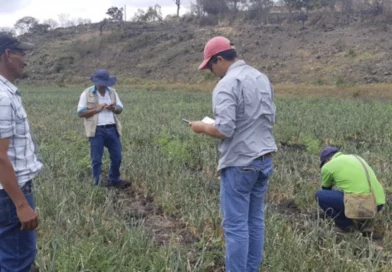 ipsa, cebolla, cultivo, nicaragua, vigilancia fitosanitaria,