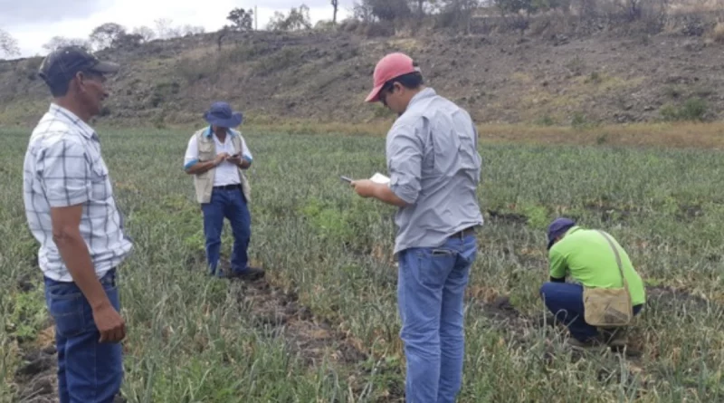 ipsa, cebolla, cultivo, nicaragua, vigilancia fitosanitaria,