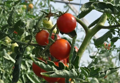 tomate, exportación, ipsa, nicaragüa, certificación, inspección fitosanitaria,