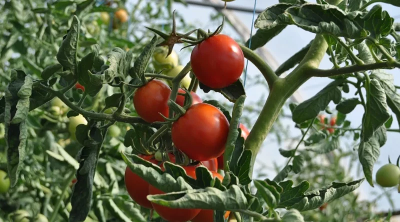 tomate, exportación, ipsa, nicaragüa, certificación, inspección fitosanitaria,