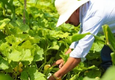 ipsa, sanidad agropecuaria, Nicaragua, ipsa,