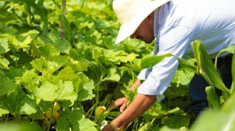 ipsa, sanidad agropecuaria, Nicaragua, ipsa,