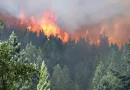 Argentina, incendio, incendio forestal, afecta, hectáreas, devastador,