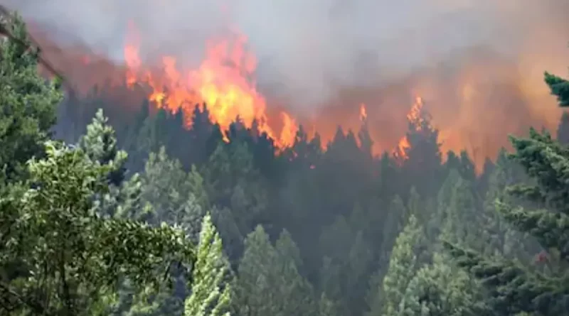 Argentina, incendio, incendio forestal, afecta, hectáreas, devastador,