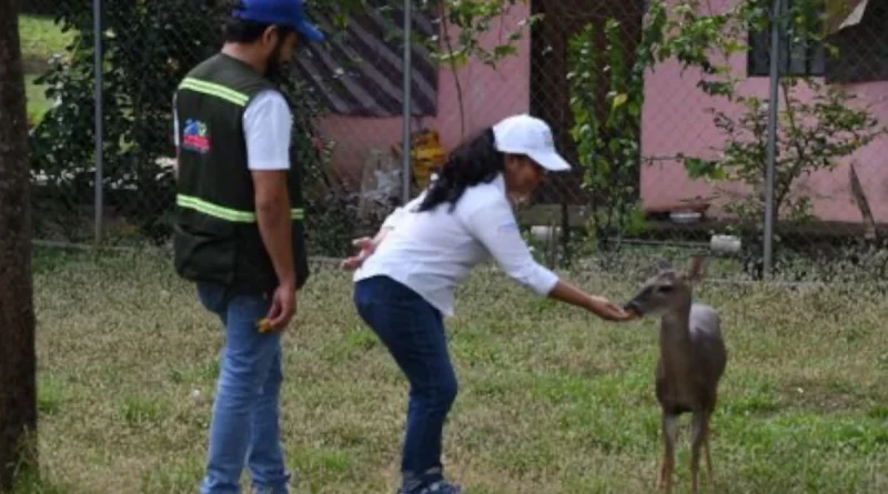 MARENA, nicaragüa, san juan del sur, rivas, especies, zoocriaderos,