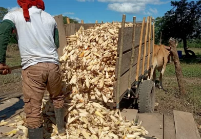 nicaragua, maiz, produccion de maiz, mag, productores de maiz,