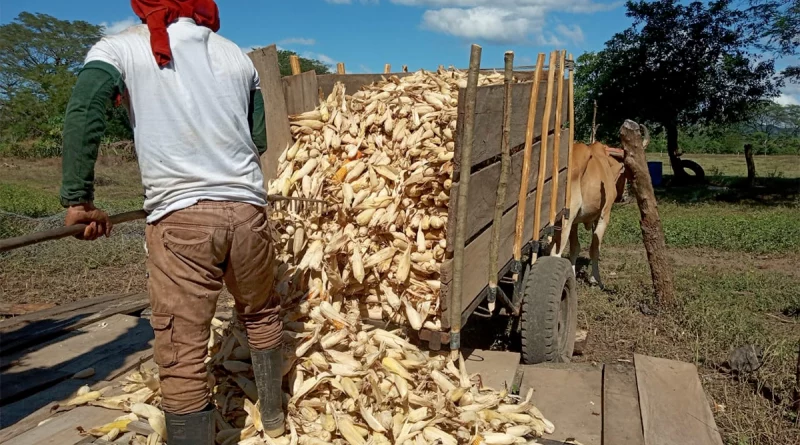 nicaragua, maiz, produccion de maiz, mag, productores de maiz,