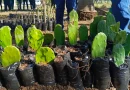 nicaragua, vivero, plantas forrajeras, universidad agraria, una,