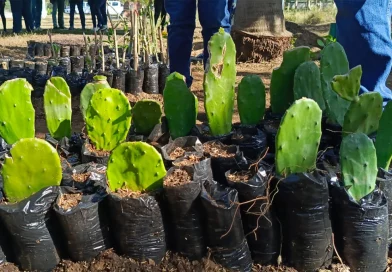 nicaragua, vivero, plantas forrajeras, universidad agraria, una,