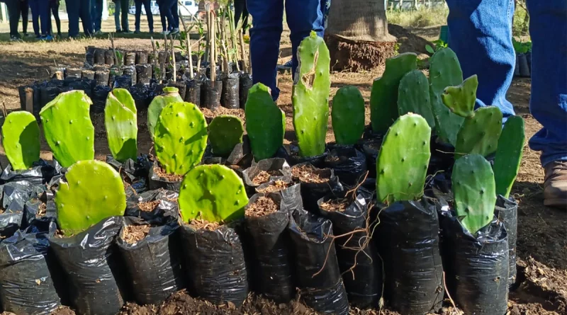 nicaragua, vivero, plantas forrajeras, universidad agraria, una,