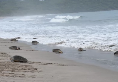 nicaragua, refufio la flor, san juan del sur, rivas, tortugas, arribada de tortugas,