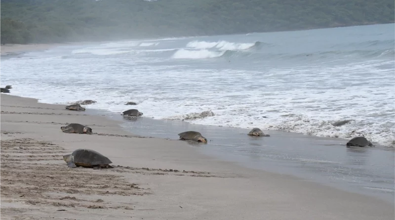 nicaragua, refufio la flor, san juan del sur, rivas, tortugas, arribada de tortugas,