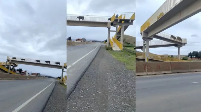 vacas, puente peatonal, cruzan, usan, redes sociales, animales, cautivan, carretera, Bolivia,