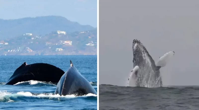 ballenas jorobadas, San Juan del Sur, avistamiento, temporada, ballenas, migración, costa, especies marinas,