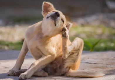 perro, gatos, garrapatas, pulgas, mascotas, proteger, consejos, veterinario, temporada, parásitos,