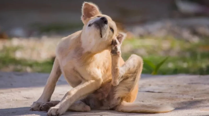 perro, gatos, garrapatas, pulgas, mascotas, proteger, consejos, veterinario, temporada, parásitos,