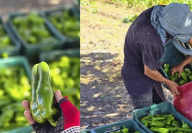 nicaragua, consumo y comercio, producción de chilota, mercados nacionales, chiltoma