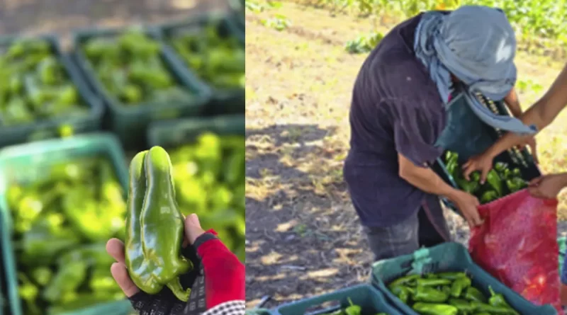 nicaragua, consumo y comercio, producción de chilota, mercados nacionales, chiltoma