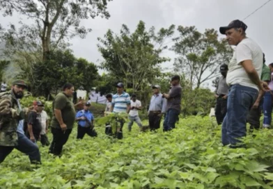 inta, nicaragua, frijol, productores, cultivo, apante, tecnicas,