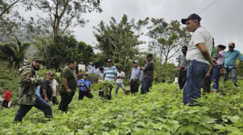 inta, nicaragua, frijol, productores, cultivo, apante, tecnicas,