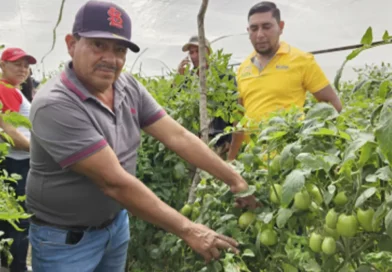 inta, nicaragua, tecnicas, cosecha de tomate