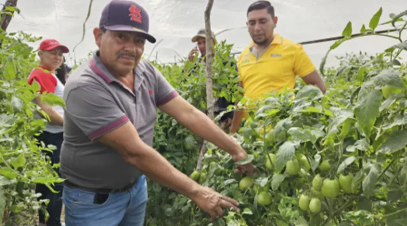 inta, nicaragua, tecnicas, cosecha de tomate