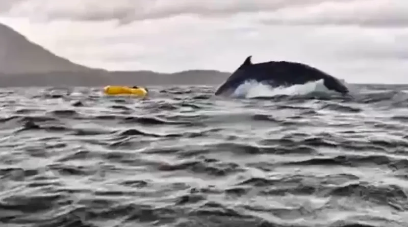 joven, venezolano, ballena, jorobada, traga, expulsa, engullido, Chile, Punta Arenas, oceano, packrafting,