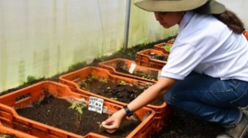 MARENA, nicragua, banco de semillas, Nicaragua, gobierno de Nicaragua, sector forestal,