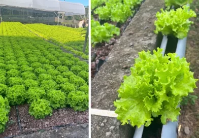 lechuga, Nicaragua, producción, cosecha, febrero, se espera, récord, MAG, monitoreo mensual,