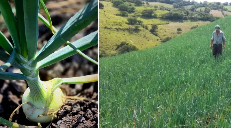 cebolla, producción de cebolla, Nicaragua, MAG, cosecha, febrero 2025,