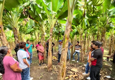 métodos de siembra, inta, masaya, tisma, manejo de plantaciones, san ramón, productores agrícolas