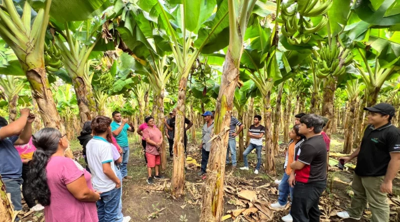 métodos de siembra, inta, masaya, tisma, manejo de plantaciones, san ramón, productores agrícolas