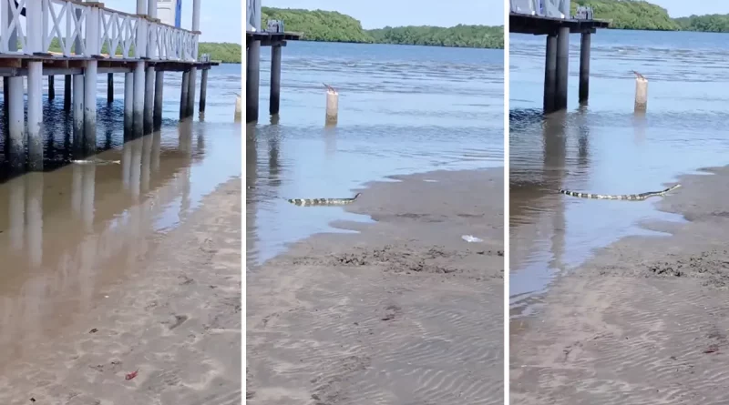 San Luis la herradura, El Salvador, serpiente marina, serpiente venenosa, playa, costa, sorprende, redes sociales, video,