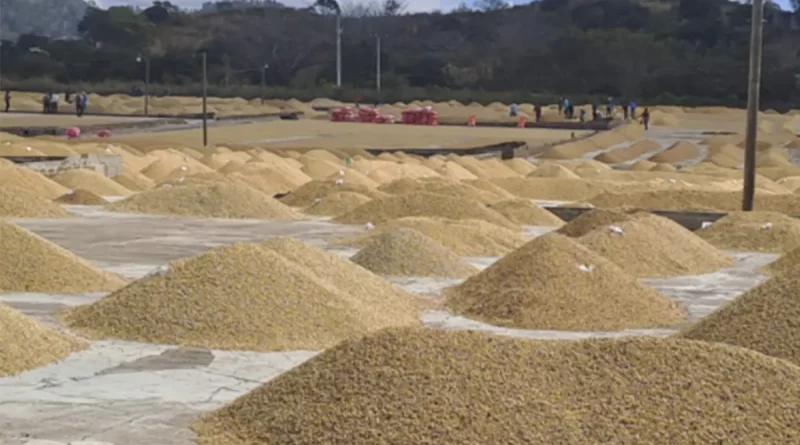 nicaragua, ministerio agropecuario, cafe