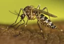 dengue, nicaragua, minsa, reporte, casos, leptospirosis, influenza,