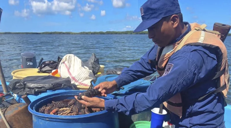 ejerrcito de nicaragua, pepinos de mar, nicaragua, costa caribe sur,