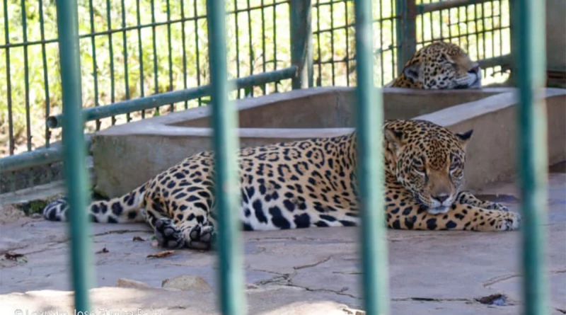 zoologico, fauna, familias, managua, nicaragua, parque,