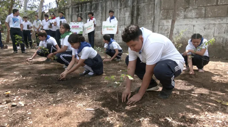 nicaragua, reforestacion, movimiento ambientalista guardabarranco, arboles frutales