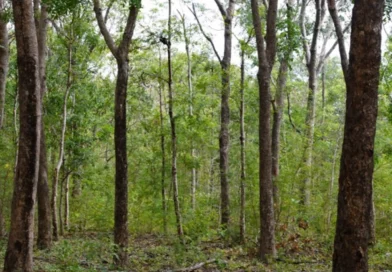 desarrollo forestal rivas, reserva silvestre finca el aguacate, plantaciones forestales sostenibles, conservación biodiversidad rivas, aprovechamiento sostenible madera, industria forestal nicaragua, marena nicaragua, san juan del sur nicaragua, rivas