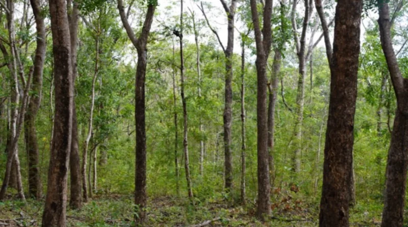 desarrollo forestal rivas, reserva silvestre finca el aguacate, plantaciones forestales sostenibles, conservación biodiversidad rivas, aprovechamiento sostenible madera, industria forestal nicaragua, marena nicaragua, san juan del sur nicaragua, rivas