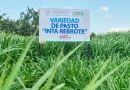 INTA, pasto, nueva variedad, prestan producción ganadera, innovación, Nicaragua, INTA Rebrote,