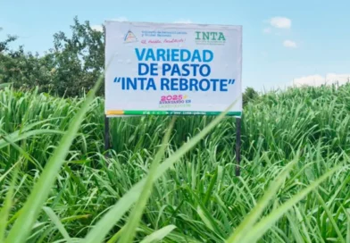 INTA, pasto, nueva variedad, prestan producción ganadera, innovación, Nicaragua, INTA Rebrote,