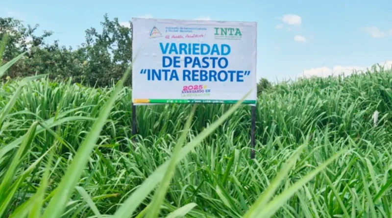 INTA, pasto, nueva variedad, prestan producción ganadera, innovación, Nicaragua, INTA Rebrote,